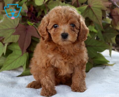 Sally Cavapoo