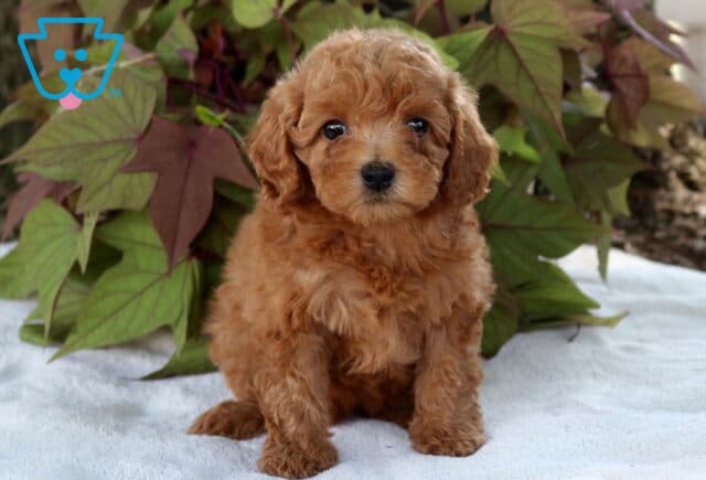 Sally Cavapoo image