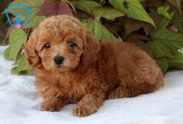 Sally Cavapoo2 image