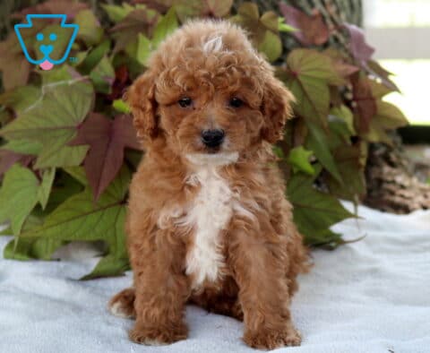 Apricot Cavapoo puppy with a soft curly coat and white chest sitting on a blanket beneath a tree, framed by colorful foliage with an attentive expression.