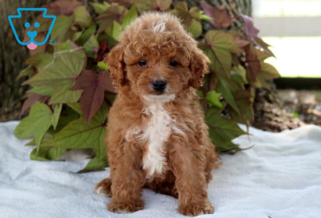 Sam Cavapoo image