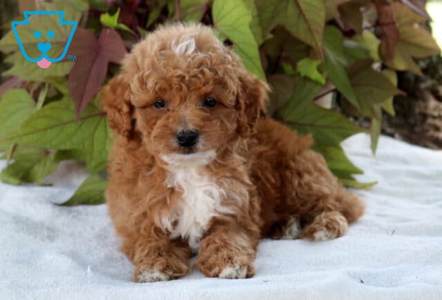 Sam Cavapoo2 image