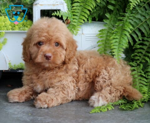 Sam Mini Goldendoodle