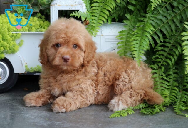 Sam Mini Goldendoodle image