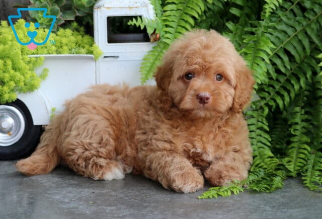 Sam Mini Goldendoodle2 image