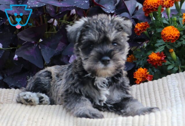 Salt-and-pepper Mini Schnauzer puppy resting on a cream textured blanket with colorful orange flowers and purple leaves behind it. image