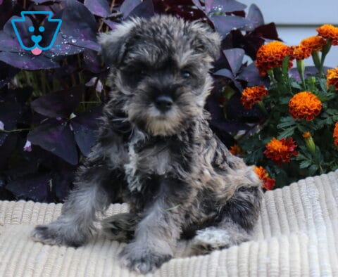 Salt-and-pepper Mini Schnauzer puppy sitting upright on a cream blanket surrounded by vibrant orange flowers and dark purple foliage.