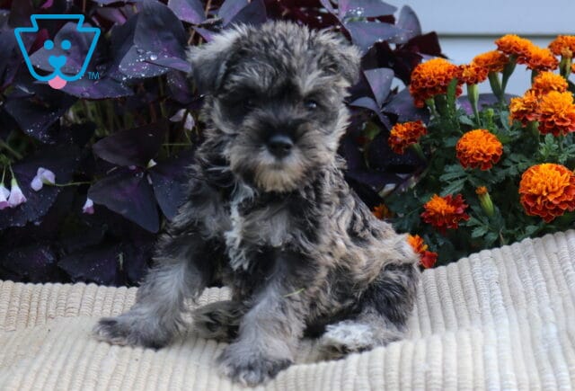 Salt-and-pepper Mini Schnauzer puppy sitting upright on a cream blanket surrounded by vibrant orange flowers and dark purple foliage. image