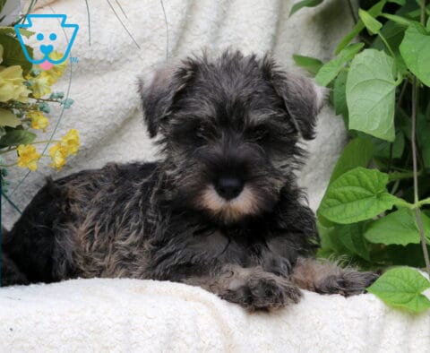 Samantha Schnauzer
