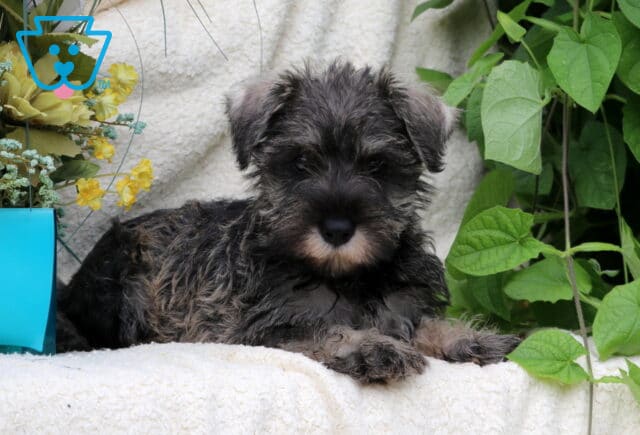 Salt-and-pepper Mini Schnauzer puppy lying with paws crossed on a cream blanket beside green foliage and yellow flowers. image