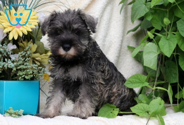 Salt-and-pepper Mini Schnauzer puppy sitting beside a turquoise flower pot with bright yellow blooms and leafy green vines. image