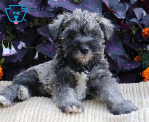 Salt-and-pepper Mini Schnauzer puppy lounging on a cream blanket with orange flowers and deep purple foliage in the background.