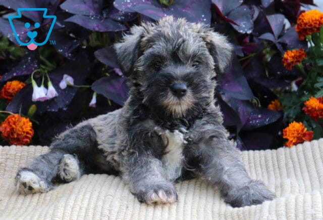 Salt-and-pepper Mini Schnauzer puppy lounging on a cream blanket with orange flowers and deep purple foliage in the background. image
