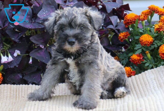 Salt-and-pepper Mini Schnauzer puppy sitting upright on a cream blanket surrounded by vibrant orange flowers and dark purple foliage. image