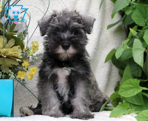 Sammy Schnauzer2