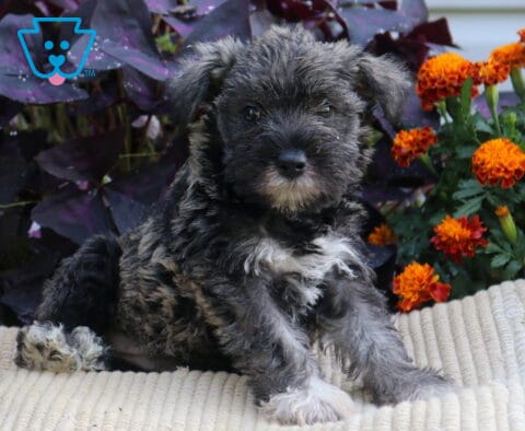 Mini Schnauzer puppy with a dark salt-and-pepper coat and white chest sitting on a cream blanket beside bright orange flowers.