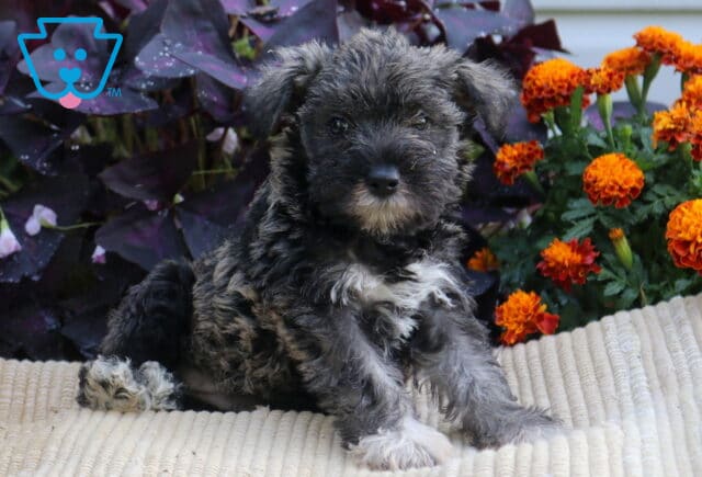 Mini Schnauzer puppy with a dark salt-and-pepper coat and white chest sitting on a cream blanket beside bright orange flowers. image