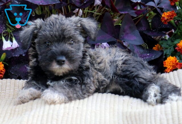 Salt-and-pepper Mini Schnauzer puppy lying comfortably on a cream blanket with orange flowers and rich purple foliage in the background. image
