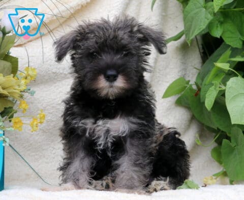 Sandy Schnauzer