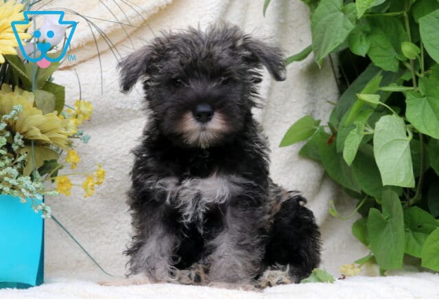 Black and silver Mini Schnauzer puppy sitting on a soft blanket beside yellow flowers and lush green foliage. image