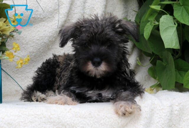 Black and silver Mini Schnauzer puppy relaxing on a cream blanket with green leaves and delicate yellow flowers nearby. image