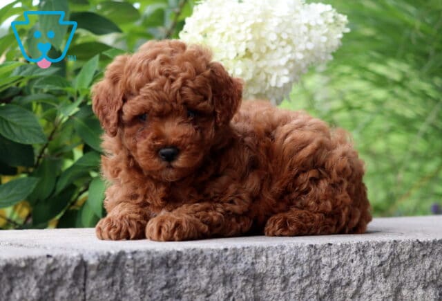 Red Mini Poodle puppy resting on a stone ledge outdoors with white flowers and green foliage in the background. image