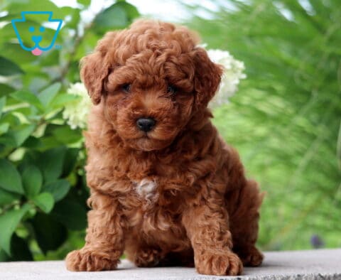 Red Mini Poodle puppy sitting on a stone ledge outdoors with a curly coat, small white chest marking, and lush green foliage in the background.