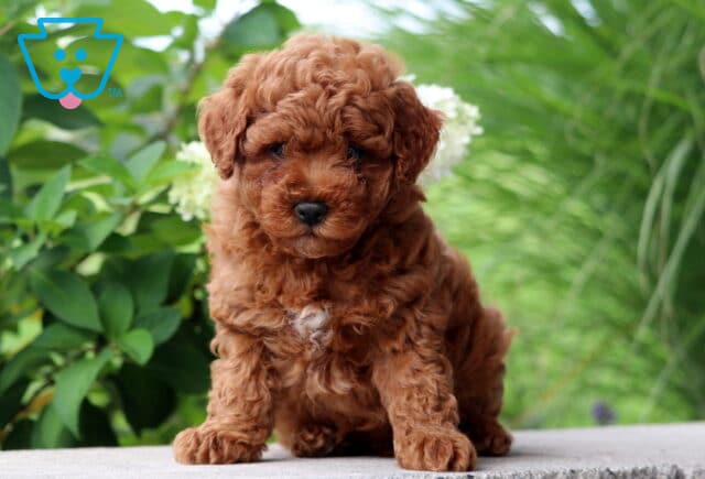 Red Mini Poodle puppy sitting on a stone ledge outdoors with a curly coat, small white chest marking, and lush green foliage in the background. image