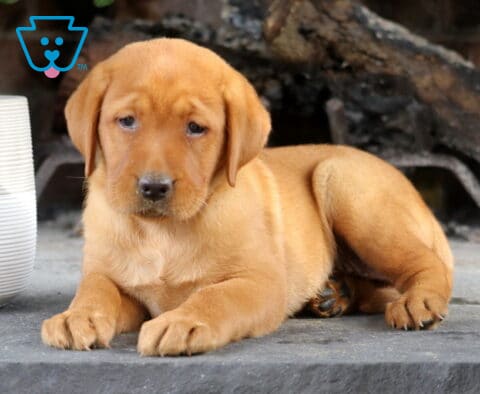 Sara Fox Red Lab