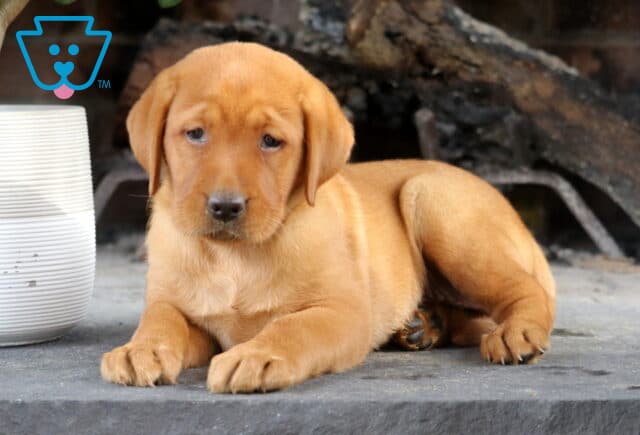 Sara Fox Red Lab image