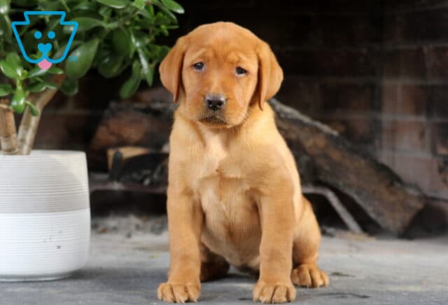 Sara Fox Red Lab2 image