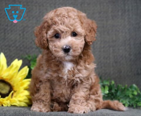 Sasha Bichpoo