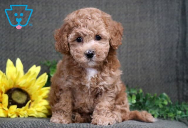 Sasha Bichpoo image