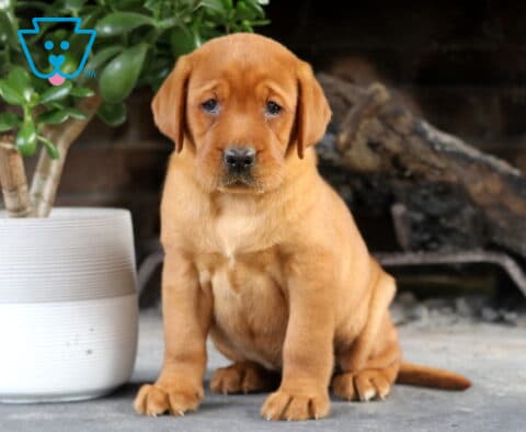 Sassy Fox Red Lab
