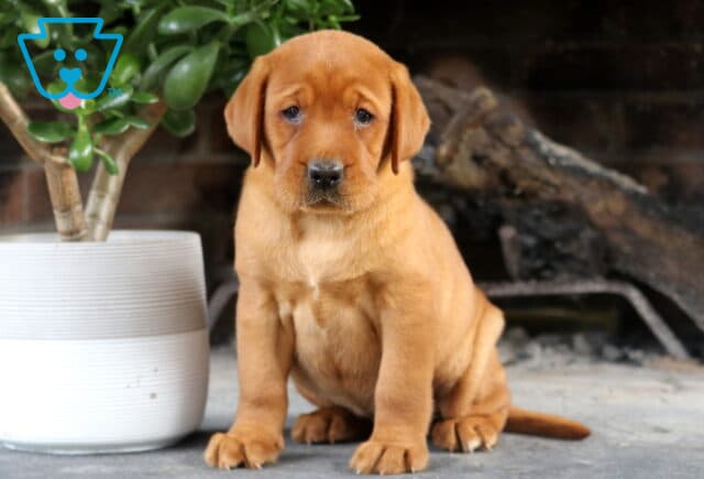 Sassy Fox Red Lab image