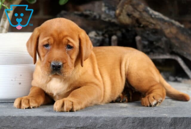 Sassy Fox Red Lab2 image