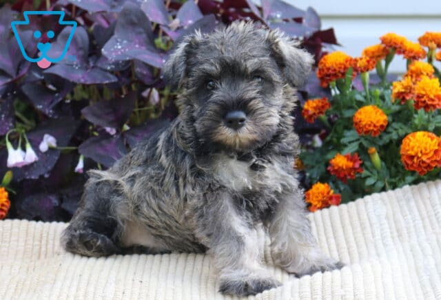 Salt-and-pepper Mini Schnauzer puppy sitting on a cream blanket with bright orange flowers and deep purple foliage behind it. image