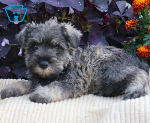 Salt-and-pepper Mini Schnauzer puppy stretched out on a cream blanket with orange flowers and dark purple foliage behind it.