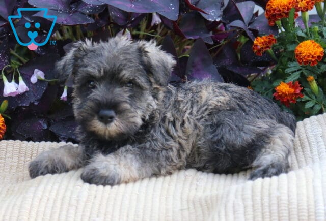 Salt-and-pepper Mini Schnauzer puppy stretched out on a cream blanket with orange flowers and dark purple foliage behind it. image