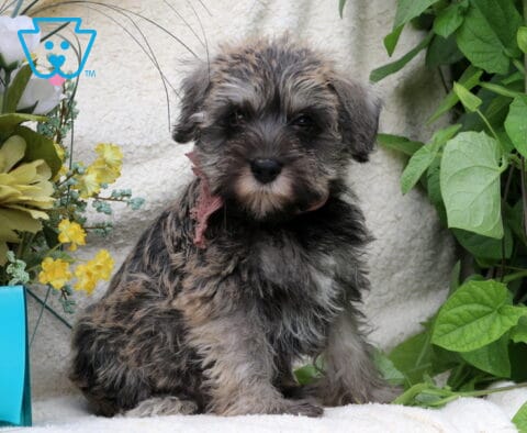 Savannah Schnauzer