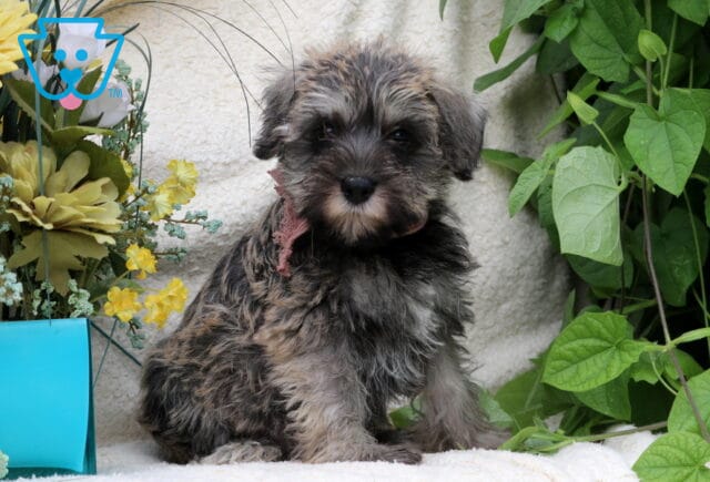 Black and silver Mini Schnauzer puppy relaxing on a cream blanket with green leaves and delicate yellow flowers nearby. image