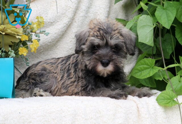 Salt-and-pepper Mini Schnauzer puppy lying comfortably on a cream blanket beside lush green leaves and yellow flowers. image