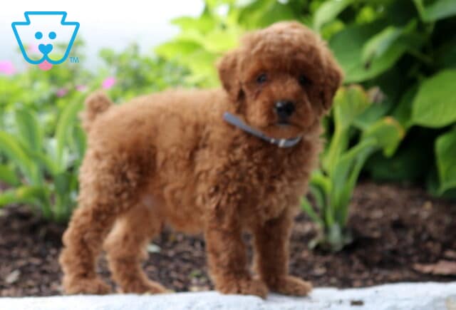Scooby Mini Poodle image