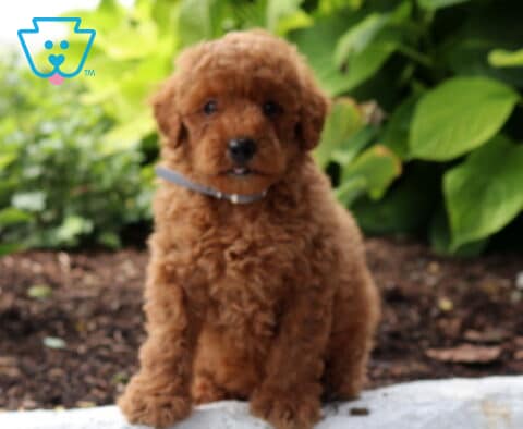 Scooby Mini Poodle2