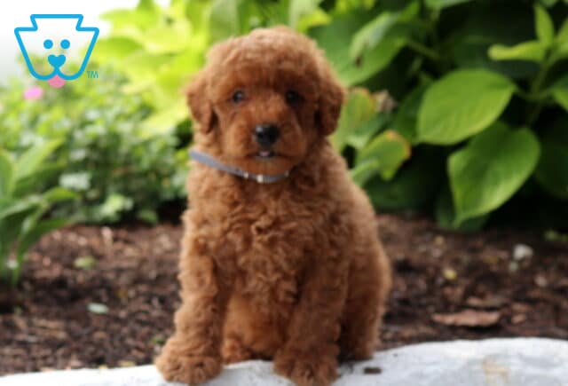 Scooby Mini Poodle2 image