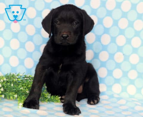 Black Labrador Retriever puppy sitting proudly against a blue polka dot backdrop, showing a sleek black coat, floppy ears, and a calm, attentive expression.