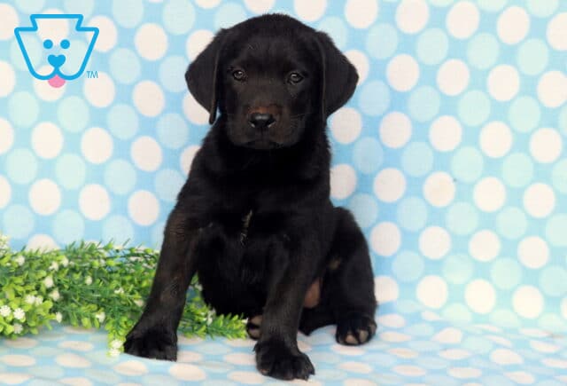Black Labrador Retriever puppy sitting proudly against a blue polka dot backdrop, showing a sleek black coat, floppy ears, and a calm, attentive expression. image
