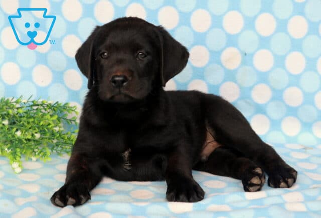 Black Labrador Retriever puppy lounging on a blue polka dot blanket, featuring a glossy black coat, floppy ears, and a relaxed, gentle expression beside a small green floral accent. image