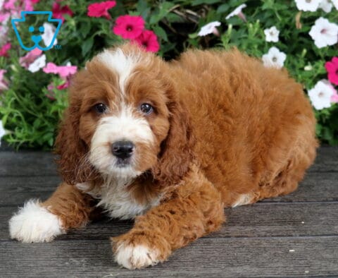Scout Irishdoodle