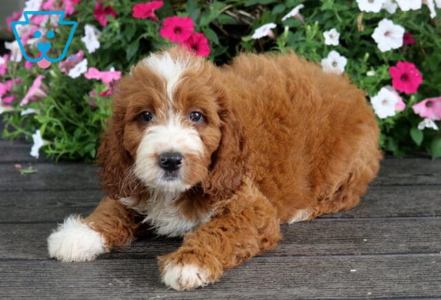 Scout Irishdoodle image